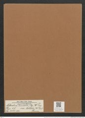 Nitzschia linearis var. tenuis (W. Sm.) Grun. (de-Toni-Nr.: Genus 47, Species 2111) Zeichnungen Sammlung Grunow Mappe 02227 (Herbarium_W_Grunow_drawings_Folder_02227)